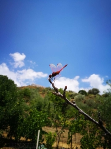 Casa di campagna con terreno di pertinenza sulle madonie